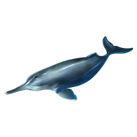 Huge item yangtzeriverdolphin 01