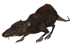 Rat MW