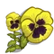 Yellow Pansy-icon