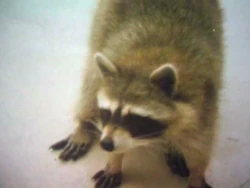 Raccoon