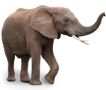 Elefant3