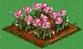 Glass Rose 100