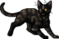 Mothpelt.apprentice