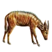 Item bongo 01