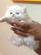 Kitty2