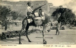 Army camels5