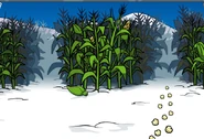 Cornmaze