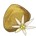 Edelweiss Seed