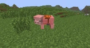 Saddled Pig