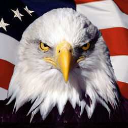 Eagle 600x600