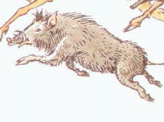 Boar