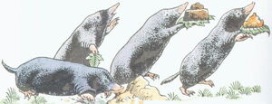 Moles