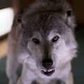 Wolf, 2370.jpg