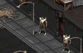 Fo1 Guido.png