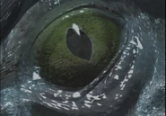 Eyes