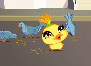 Chicko.jpg