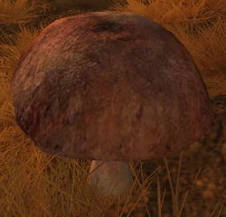 LC Mushroom Node