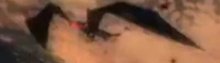 Twilit Keese