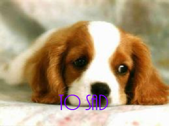Puppy
