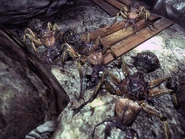 Springvale ants