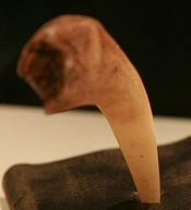 Colmillo de Basilisco