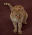 Spot, 2370.jpg