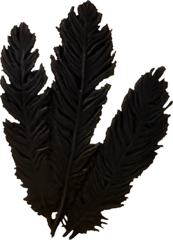Hagraven feathers