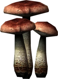 Fly amanita