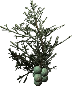 Juniper berries