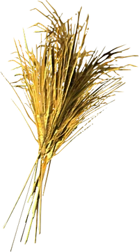 Wheat
