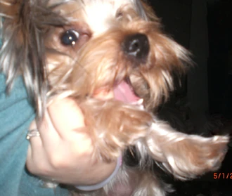 Mokipuffy (2)