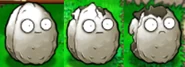 Initater wallnut