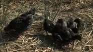 Chicks