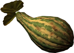 Gourd
