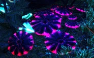 Unknownplant3