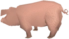 Pig old
