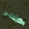 Trollweiss fish