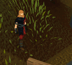 Walk over Log