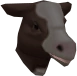 Dairy cow chathead