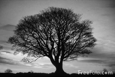 B, w, tree