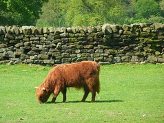 Animal