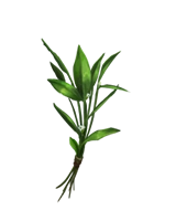 Knotgrass