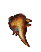 RootofAconite