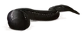 Leech.png