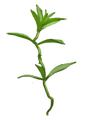 Fluxweed.png
