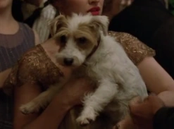 Regina Dog