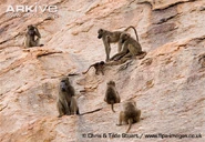 Baboon