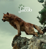 Team-Jacob-fire-and-ice-the-wolf-pack-20286792-405-432