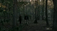 In The Woods