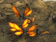 Cazadors at nest